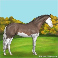 Horse Color:Silver Black Splash