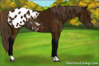 Horse Color:Midnight Buckskin Appaloosa Rabicano 