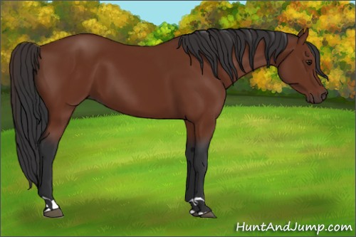Horse Color:Brown 
