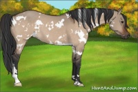 Horse Color:White Spotted Brown Dun