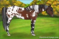 Horse Color:White Spotted Bay Appaloosa 