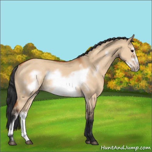 Horse Color:Bay Dun Frame Rabicano 