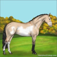 Horse Color:Bay Dun Frame Rabicano 
