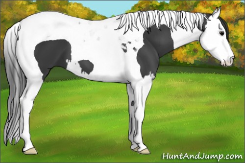 Horse Color:Black Splash Tobiano