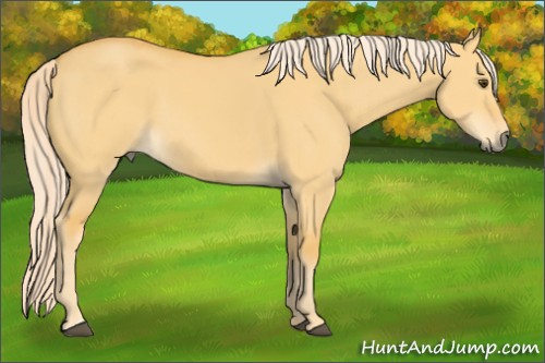 Horse Color:Palomino Dun 
