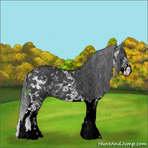 Horse Color:Black Sabino 