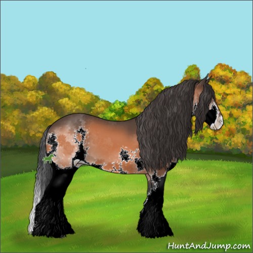 Horse Color:Bay Sabino Splash 