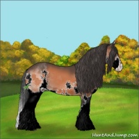 Horse Color:Bay Sabino Splash 