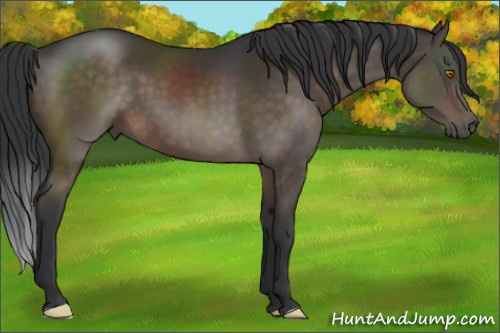 Horse Color:Brown 