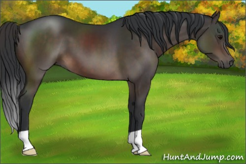 Horse Color:Brown 
