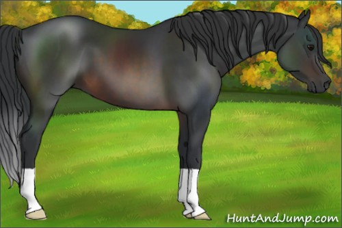 Horse Color:Brown 