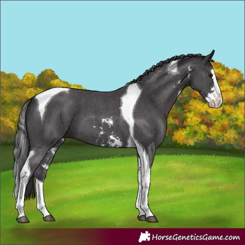 Horse Color:Smoky Black Sabino Splash Tobiano 