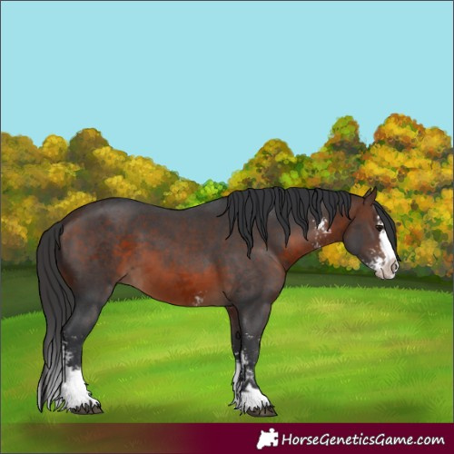 Horse Color:Brown Sabino Splash 