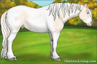 Horse Color:Gold Cream Champagne Pearl Tobiano Frame 
