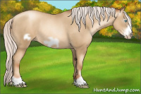 Horse Color:Gray Silver Amber Cream Champagne Roan Pearl Frame Rabicano 