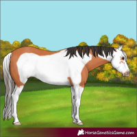 Horse Color:Bay Splash Frame