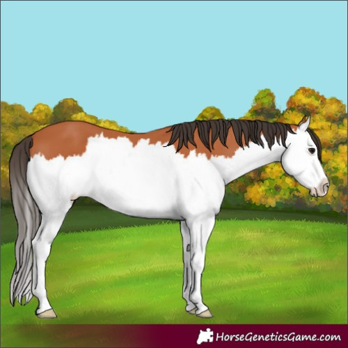 Horse Color:Bay Splash 