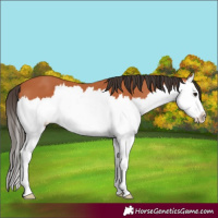 Horse Color:Bay Splash 