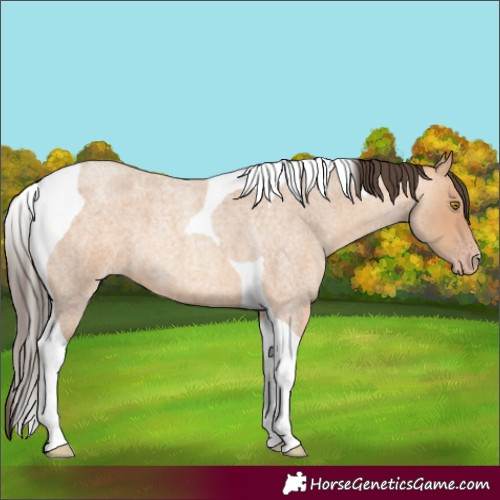 Horse Color:Amber Champagne Roan Tobiano