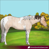 Horse Color:Amber Champagne Roan Tobiano