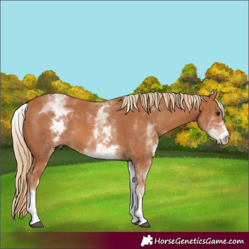 Horse Color:White Spotted Chestnut 