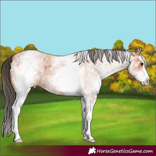 Horse Color:White Spotted Bay Roan Splash 