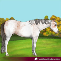 Horse Color:White Spotted Bay Roan Splash 