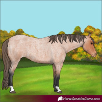 Horse Color:Bay Roan Appaloosa 