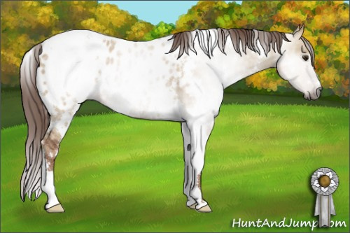 Horse Color:Gray White Spotted Red Dun Appaloosa