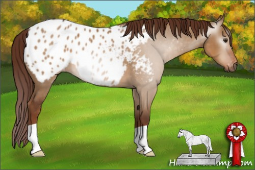 Horse Color:Gray Red Dun Appaloosa 