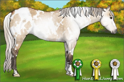 Horse Color:Gray White Spotted Silver Bay Dun 