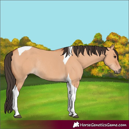Horse Color:Bay Dun Tobiano Rabicano 