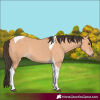 Horse Color:Bay Dun Tobiano Rabicano