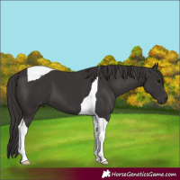 Horse Color:Smoky Black Tobiano 