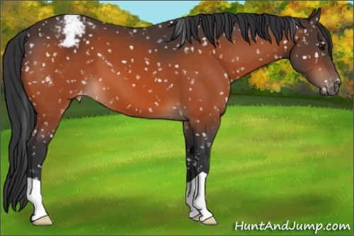 Horse Color:Bay Appaloosa 