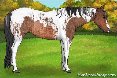 Horse Color:Bay Tobiano Rabicano  and Bay Tobiano Rabicano 