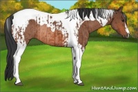 Horse Color:Bay Tobiano Rabicano  and Bay Tobiano Rabicano 