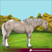 Horse Color:Silver Grullo Tobiano 