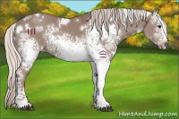 Horse Color:White Spotted Chocolate Silver Grullo 