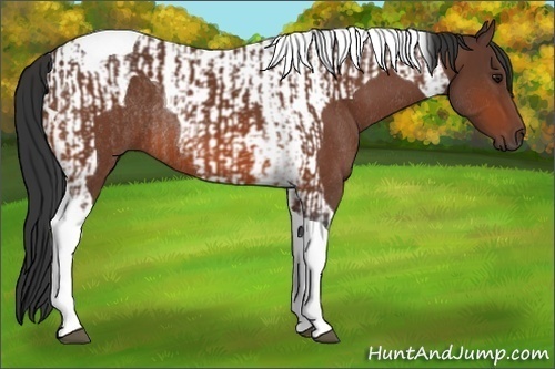 Horse Color:Bay Tobiano Rabicano  and Bay Tobiano Rabicano 