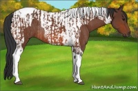 Horse Color:Bay Tobiano Rabicano and Bay Tobiano Rabicano