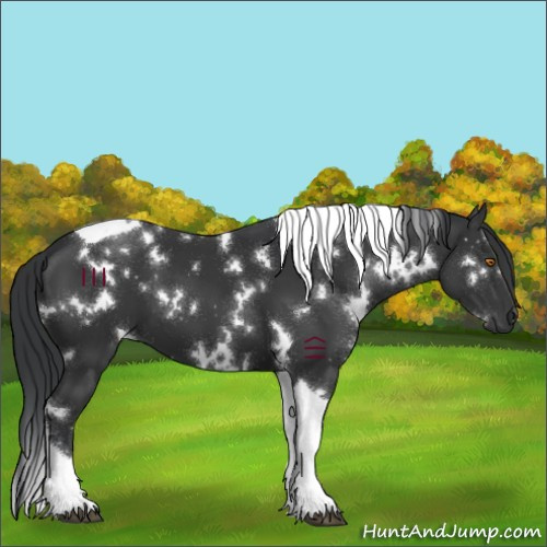 Horse Color:White Spotted Black Tobiano 