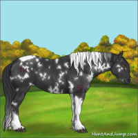 Horse Color:White Spotted Black Tobiano 