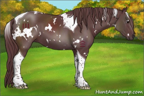 Horse Color:White Spotted Chocolate Black Tobiano 