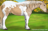 Horse Color:Chestnut Tobiano Appaloosa 
