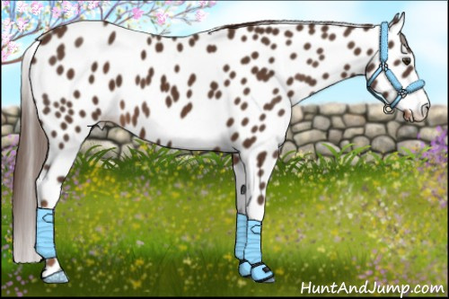 Horse Color:Liver Chestnut Leopard