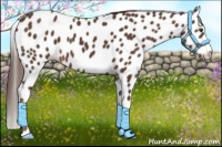 Horse Color:Liver Chestnut Leopard
