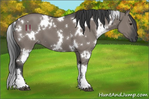 Horse Color:White Spotted Grullo