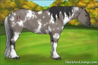 Horse Color:White Spotted Grullo 