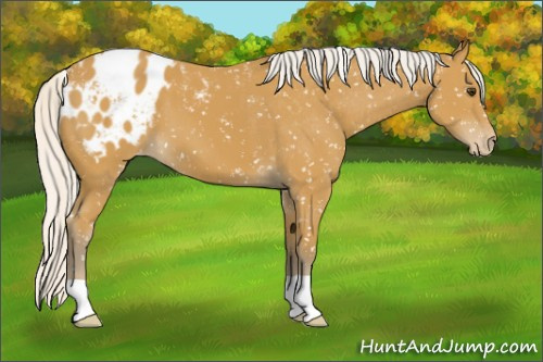 Horse Color:Silver Buckskin Appaloosa 